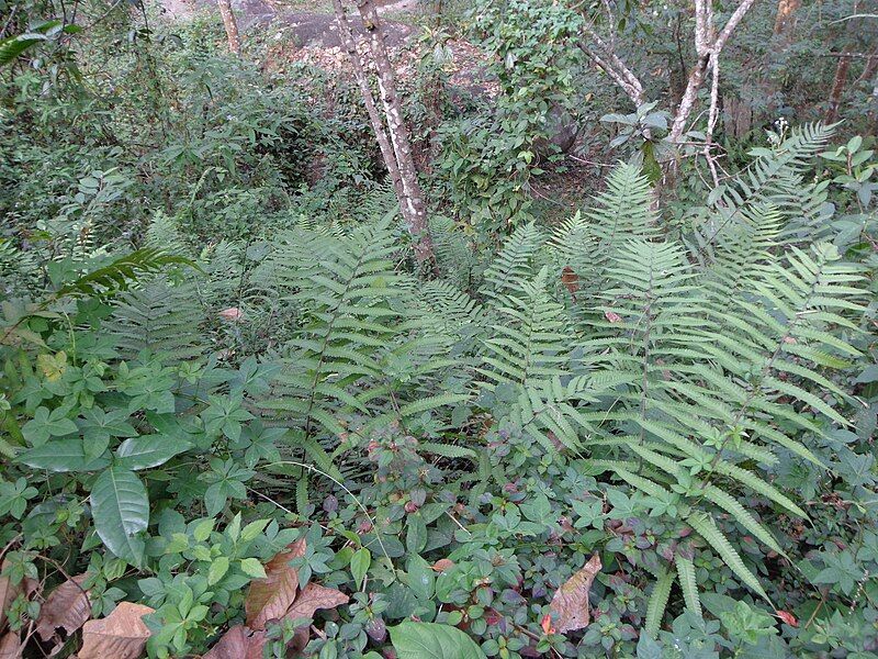 File:Kalpetta Botanical Garden.JPG