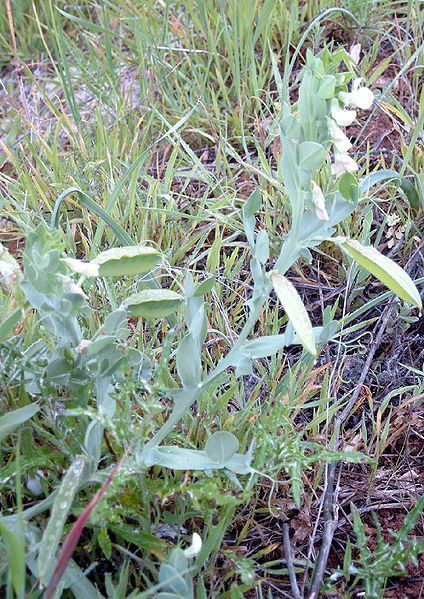 File:Lathyrus ochrus.jpg