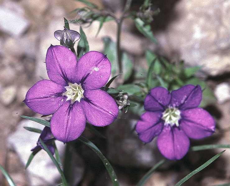 File:Legousia speculum-veneris1 eF.jpg