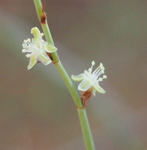 File:Lignum blooms.jpg