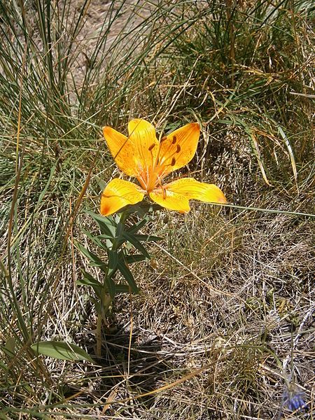 File:Lilium croceum 005.JPG