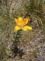 Lilium bulbiferum var. croceum