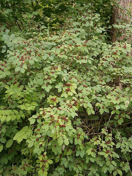 File:Lonicera xylosteum fruits01.jpg