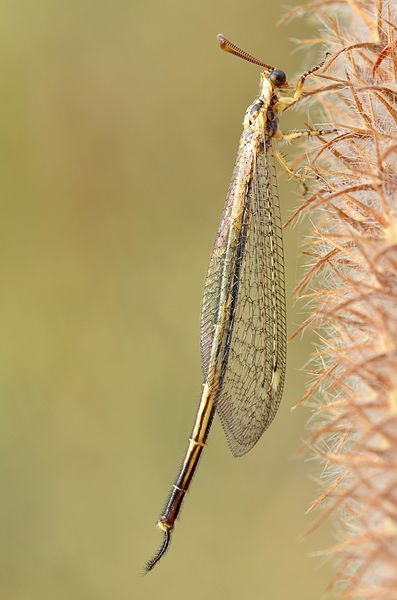 File:Macronemurus appendiculatus (9566801134).jpg