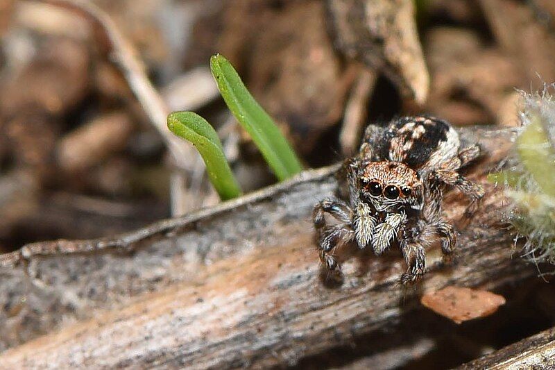 File:Maratus spicatus 2.jpg