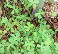 marsilea villosa, [[Ihi`ihi]