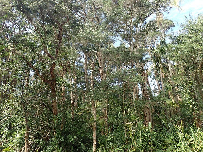 File:Melaleuca biconvexa (habit).jpg