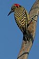 Hispaniolan Woodpecker, Dominican Republic