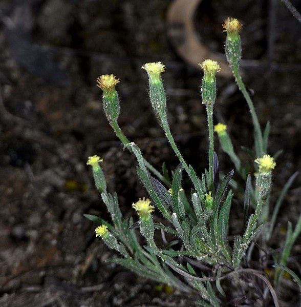 File:Millotia tenuifolia 75690069.jpg