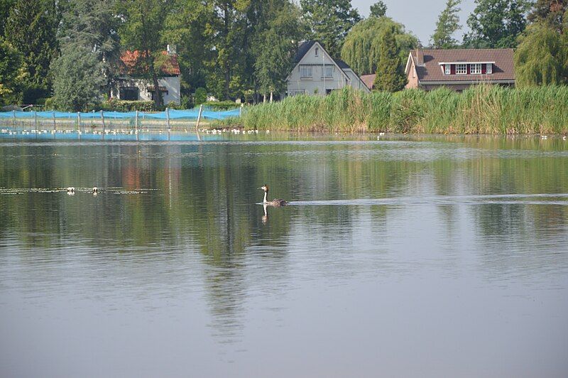 File:Molenpolder fuut.jpg