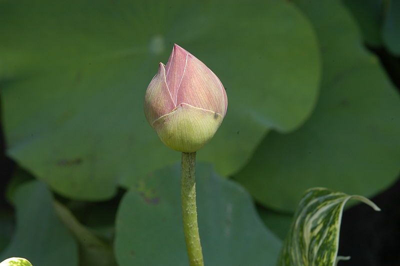 File:Nelumbo nucifera bud.JPG