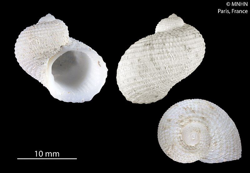 File:Neritopsis atlantica (MNHN-IM-2012-18255).jpeg