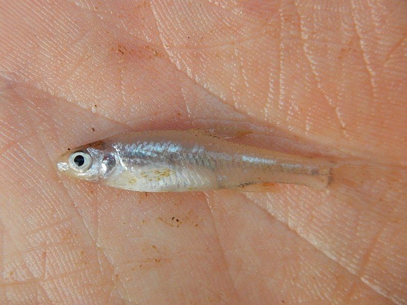 File:Notropis buchanani.jpg