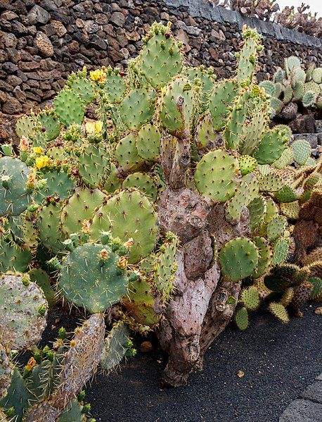 File:Opuntia hyptiacantha 01.jpg