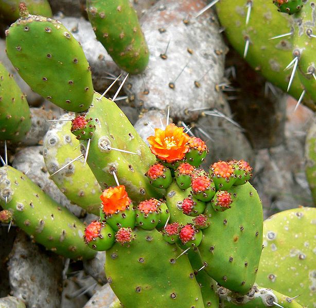 File:Opuntia ovata 1.jpg