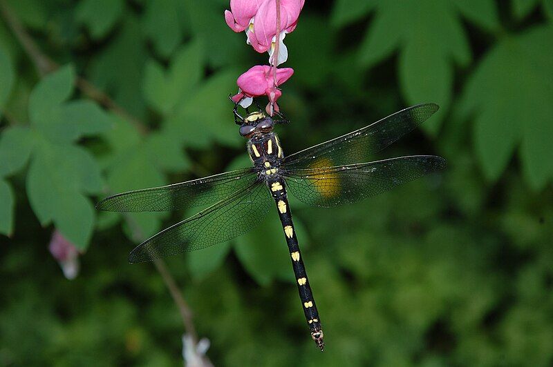 File:Pacific Spiketail Dragonfly.jpg