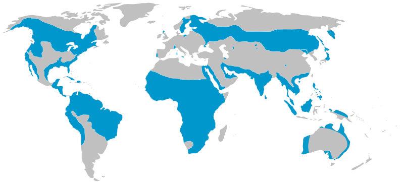 File:Pandion global range.svg