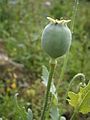 Papaver somniferum fruit