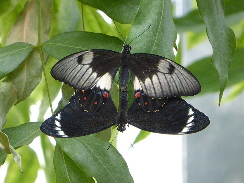 File:Papilio aegeus copulation.JPG