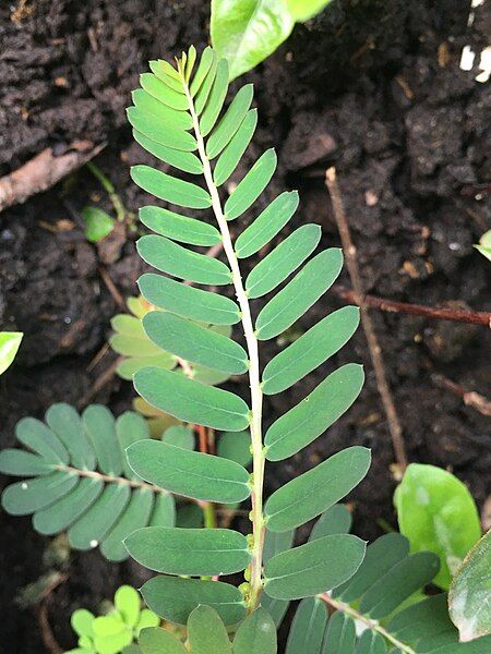 File:Phyllanthus urinaria leaves.jpg