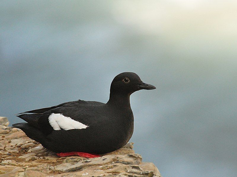 File:Pigeon guillemot.jpg