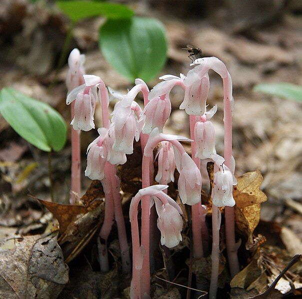 File:Pink indian pipes.jpg