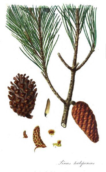 File:Pinus halepensis1.jpg