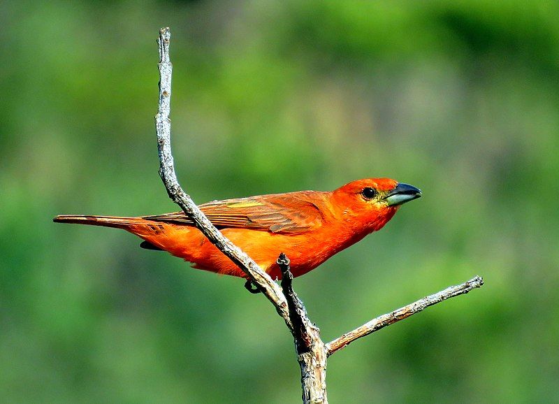 File:Piranga flava male.jpg