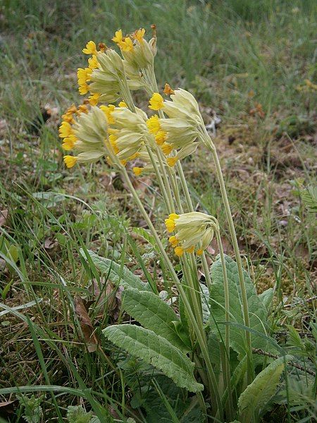 File:Primula veris RHu03.JPG