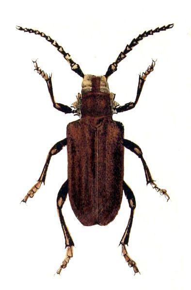 File:Prionus.coriarius.-.calwer.35.05.jpg