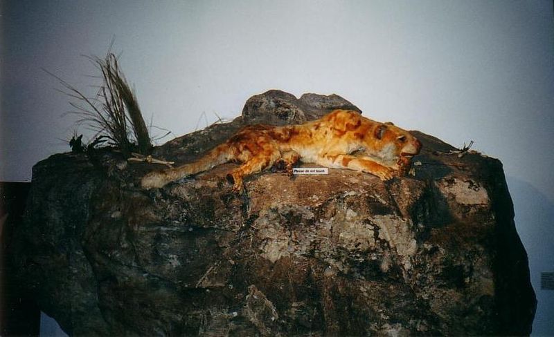 File:Queensland-Museum Marsupial-Lion-specimen-on-display.JPG