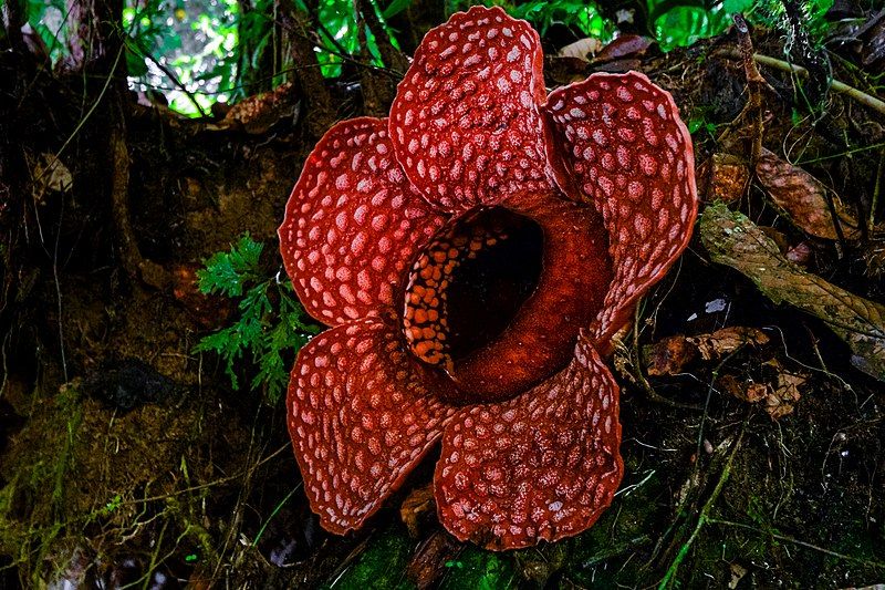 File:Rafflesia Gadutensis.jpg