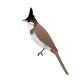 Red-whiskered Bulbul