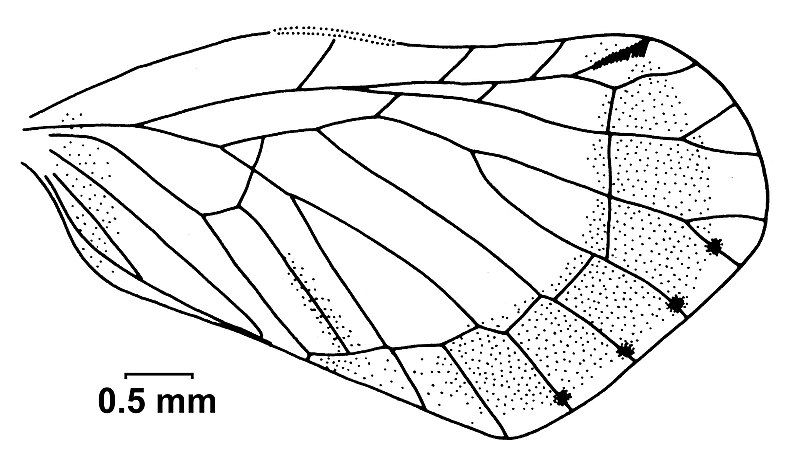 File:Rhotana quadrimaculata.jpg