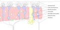 Composition of the Olfactory receptor neuron (captions in German)