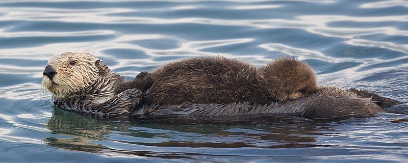 File:Sea otter nursing.jpg