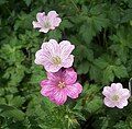 13 Geranium could be a hybrid involving G. endressii and G. versicolor