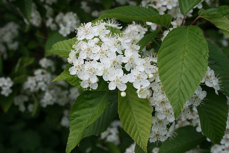 File:Sorbus-alnifolia-flowers.JPG