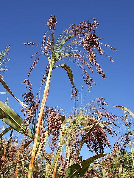 File:Sorghum z01.JPG