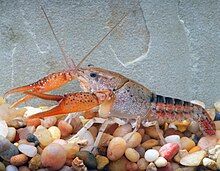 Crayfish on gravel bed with a gray textured background