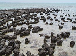 Stromatolites may have been made by microbes moving upward to avoid being smothered by sediment.[54][56]