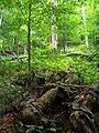 Forest in Stuzica