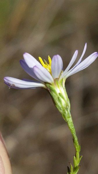 File:Symphyotrichum dumosum 107676031.jpg