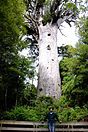 The giant kauri tree (Agathis australis) named Tāne Mahuta in the Waipoua Forest of Northland Region, New Zealand.