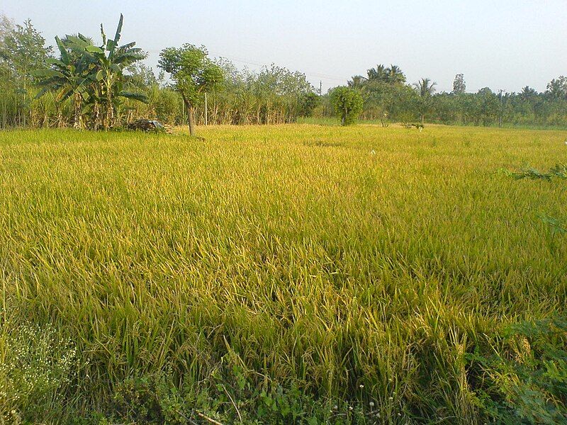 File:Thiruvalam paddy fields.JPG