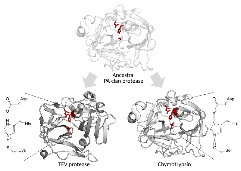 File:Triad divergence.svg