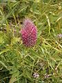 Trifolium rubens