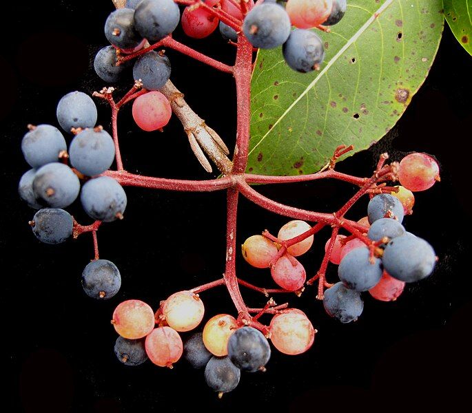 File:Viburnum cassinoides 15-p.bot-viburnum.cas-040.jpg