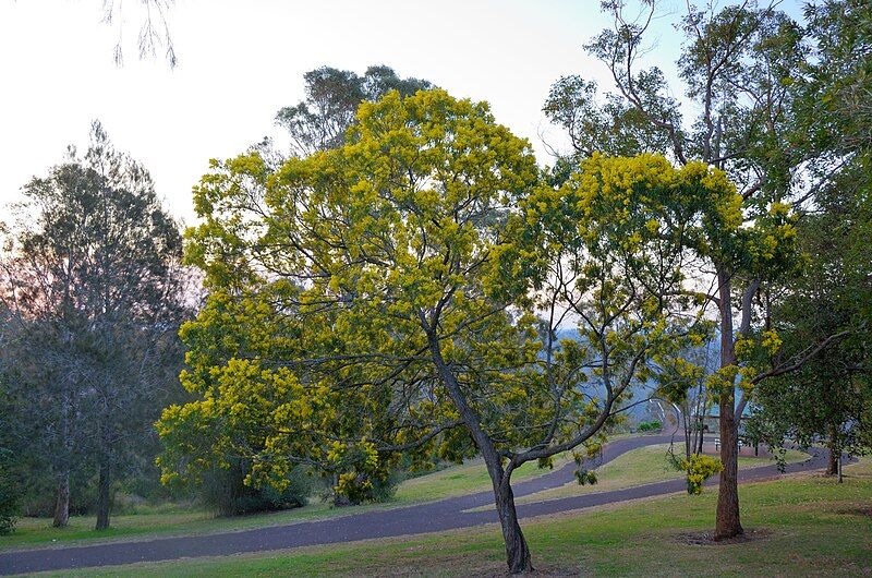 File:Wattle Tree.jpg