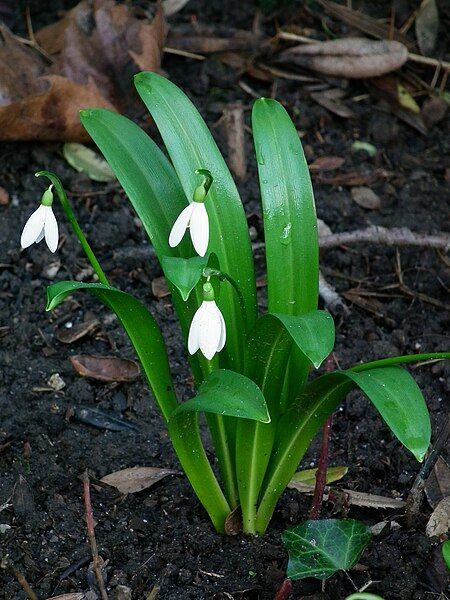 File:Weiße Galanthusblüten.JPG